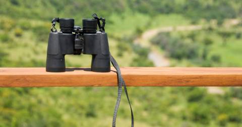 The Best 10x42 Binoculars For Bird Watching In 2024